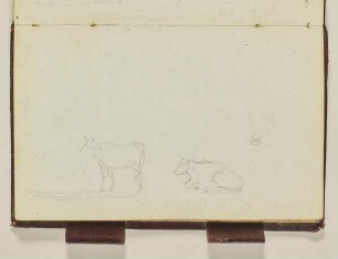 Studie mit Kühen - Reiter und Pferde
