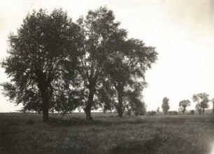Luppenaue bei Gundorf. Wiesen mit Weiden und Pappeln