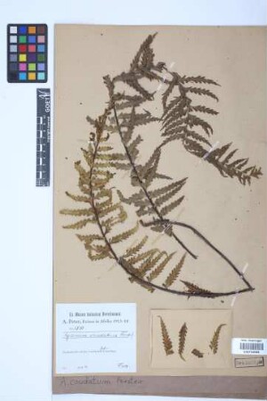 Asplenium caudatum G.Forst.