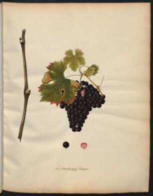 2. Le chasselas rouge d'Espagne