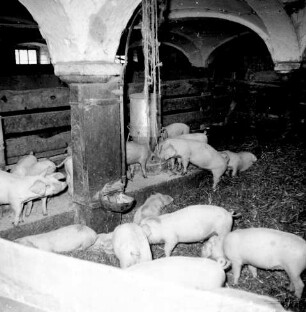 Schweinezucht eingestreuter Laufstall für Absatzferkel, Futterautomat