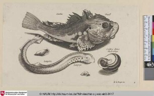 Cuculus; Seepost; Lampetra; Lampreye; Cochleae domus [Knurrhahn, Neunauge und ein Schneckenhaus; Gurnard, Lamprey, and a Snail Shell]
