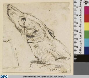 Kopf eines aufblickenden Hundes [Fragment?]