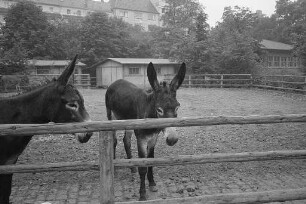 Bau des neuen Domizils für die Ponies und Esel des Karlsruher Zoos.
