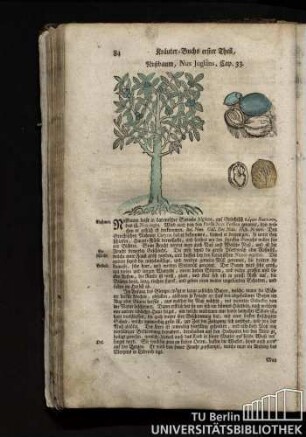 Cap. 33. Nußbaum, Nux Juglans.