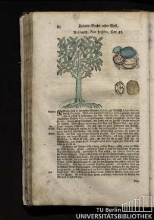 Cap. 33. Nußbaum, Nux Juglans.