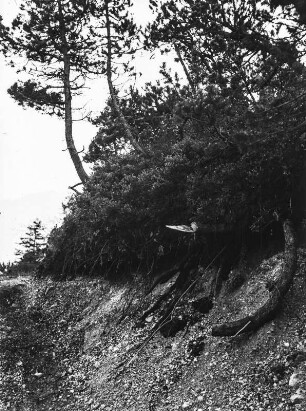 Schuttkegel : Vegetation an einem Schuttkegel