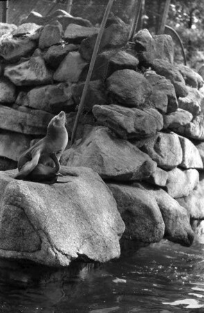 Seelöwen im Karlsruher Zoo.