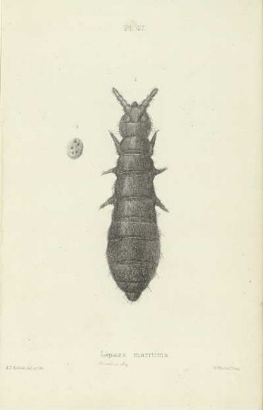 Plate XLVII. Lipura maritima.