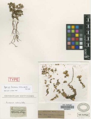 Eunomia orbiculata Griseb. [type]