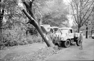 Freiburg: Friedhofstraße, Umlegen mit Bolldozer