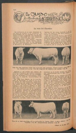 La vaca del Charolais : El campo y la chacra