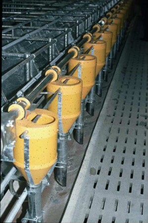 Fotografie: Fütterungstechnik, Mastschwein, Trockenfütterungsanlage, Dosiereinrichtung, Spaltenboden