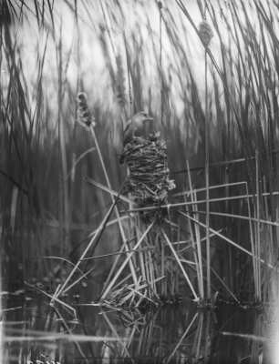 Drosselrohrsänger : Drosselrohrsänger (Acrocephalus arundinaceus) am Nest.
