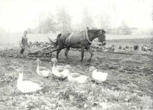 Bauer bei der Arbeit : Bauer bei der Feldarbeit mit Pferdepflug