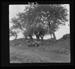 [zwischen Cléry-sur-Somme und Maurepas (beide Dep. Somme, Frankreich):] Baumgruppe mit Kisten davor an einem Hohlweg