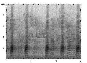Stockente | Anas platyrhynchos - Ruf