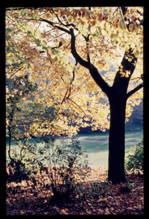 Schöneberg Stadtpark 23.10.56.