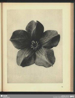 Cobaea scandens
