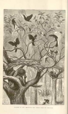 Natives of Aru shooting the Great Bird of Paradise