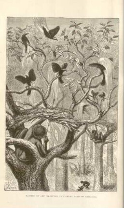 Natives of Aru shooting the Great Bird of Paradise