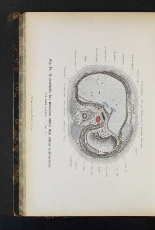 Fig. 84. Querschnitt des Rumpfes durch den elften Brustwirbel.
