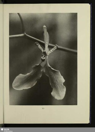 Tropische, Orchis