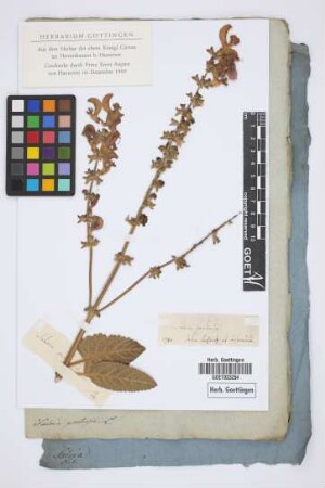 Salvia pratensis L.