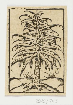 Nadelbaum, erstmals erschienen in: Sebastian Münster, "Cosmographiae universalis ", Basel 1544