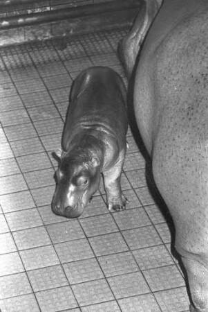 Nachwuchs bei den Nilpferden im Karlsruher Zoo