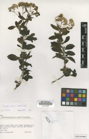 Conyza varia (Webb) Wild