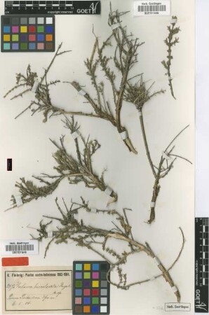 Verbena bisulcata Hayek [isotype]