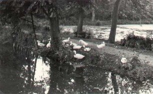 Dorfteich in Neschwitz : Wjesny hat w Njeswačidle