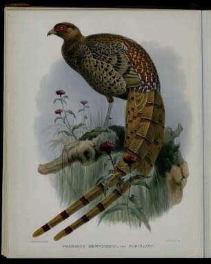 [Plate XIII.] Phasianus Sœmmerringii var. scintillans