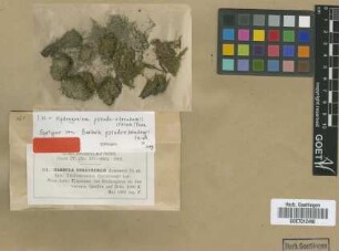 Barbula pseudoehrenbergii M.Fleisch. [syntype]