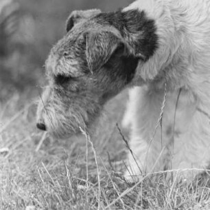 Terrier