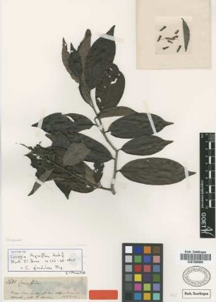Couepia thyrsiflora Hook. f. [isotype]