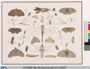 Libellen, Maulwurfsgrille und andere Falter und Käfer