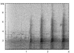 Stockente | Anas platyrhynchos - Ruf