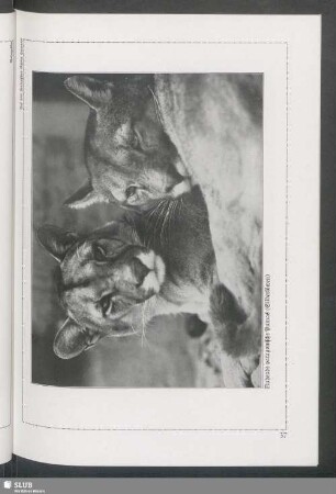 Ruhende patagonische Pumas (Silberlöwen)