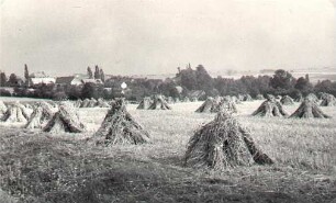 Erntefeld bei Schweinerden : Žitowe popy na polu njedaloko Swinjarnje