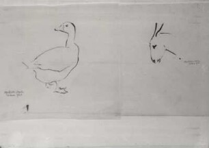 Naturstudie mit Ente und Eselskopf