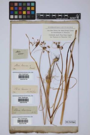 Allium oleraceum L.