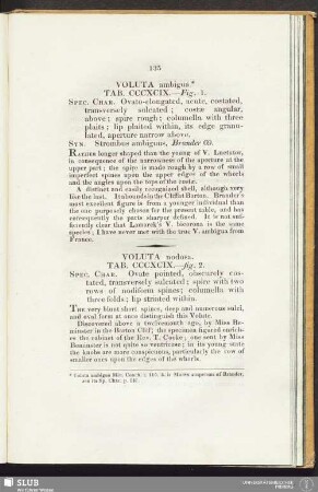 Voluta ambigua. Tab. CCCXCIX. - Fig. 1