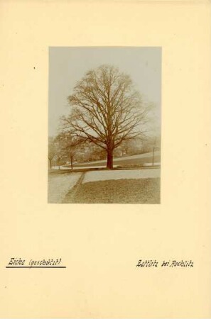 Zettlitzer Eiche : Zettlitz, alte Eiche an einer Straße in der Nähe des Ortes mit Feldfluren im Vordergrund.
