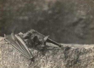Großes Mausohr (Riesenfledermaus, Myotis myotis BORKH.)