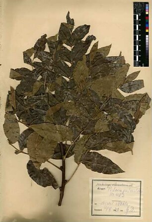 Anacardiaceae Pistacia palaestina Boissier, Edmond (1810 - 1885) [Chirbet Ekbala]