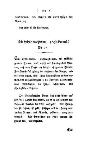 ¬Die¬ Biene des Peron : (Apis Peroni) ; Fig. 37