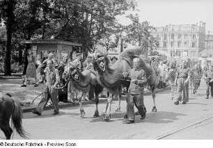 Kamele beim Umzug in Leipzig