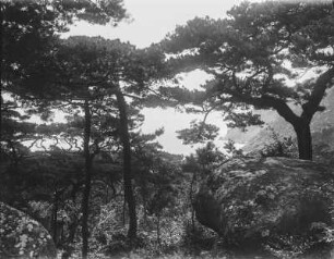 Landschaft : Blick durch die Bäume in Richtung der Küste